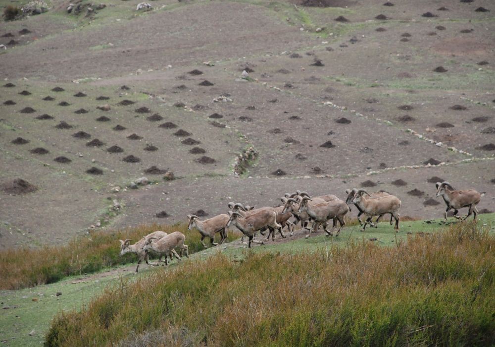 Bharal Himalayan Blue Sheep Manaslu Circuit Trek